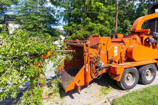 Reliable Live Oak, FL Tree Service Solutions